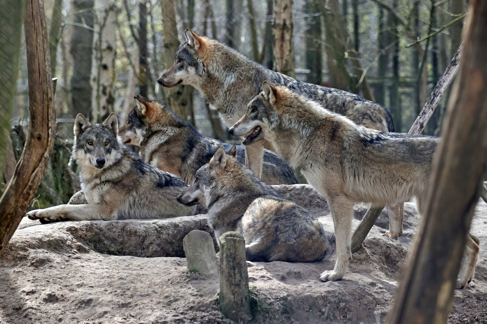 Wolves