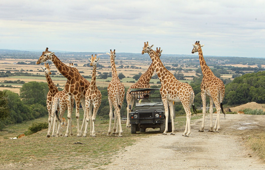 Giraffes Around Truck