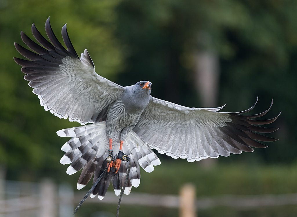 DSC 5294 Sarabi The Pale Chanting Goshawk (Low Res)